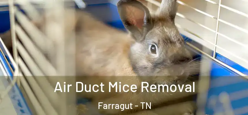 Air Duct Mice Removal Farragut - TN