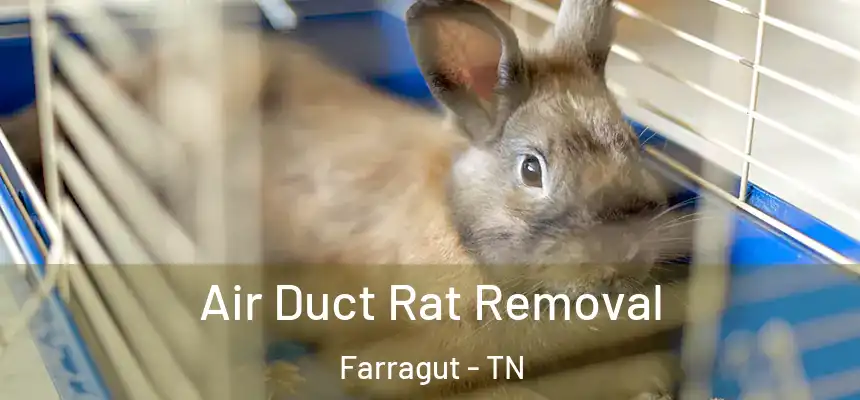  Air Duct Rat Removal Farragut - TN